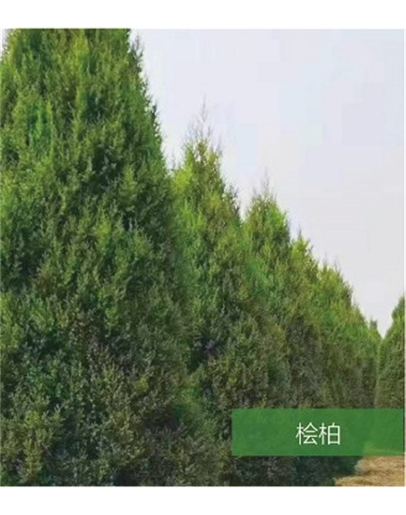 標題：名貴樹種
瀏覽次數(shù)：1112
發(fā)表時間：2020-10-17